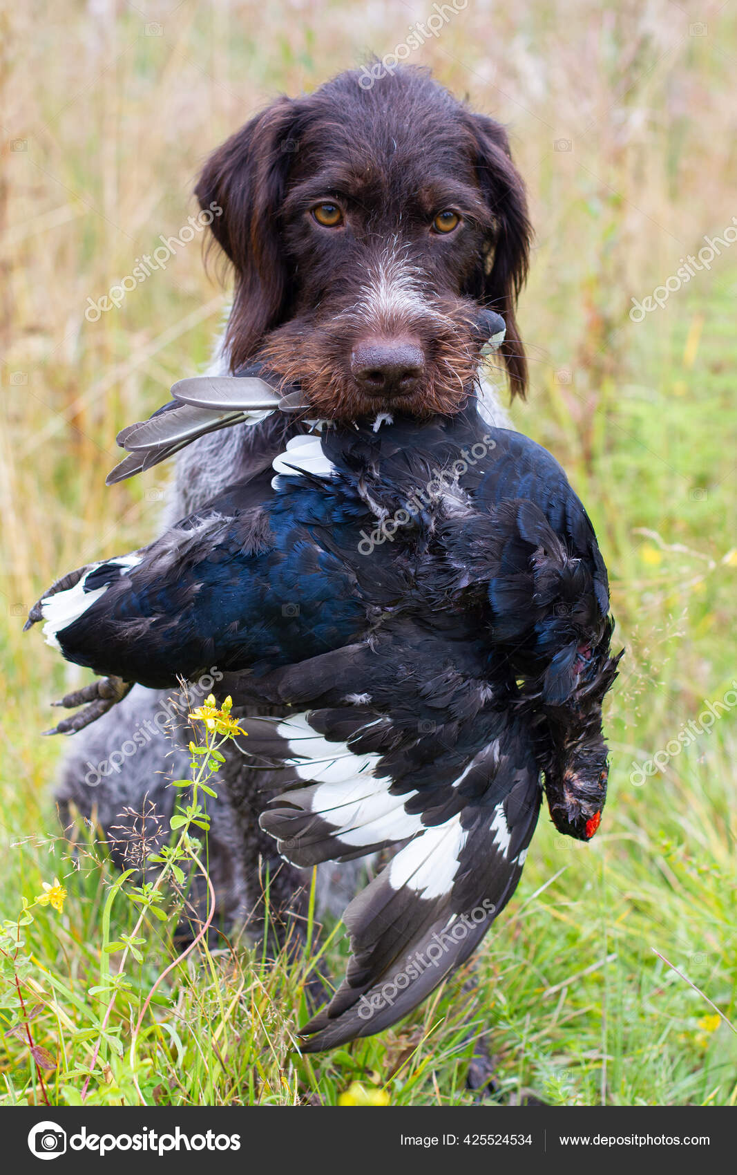 black wirehaired pointer