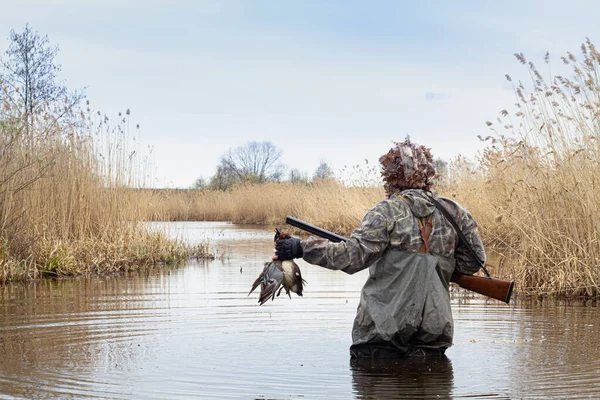 The hunter is standing in the middle of a deep lake overgrown with reeds. He holds in his hands his prey - two shot ducks (teals). He has a shotgun hanging on his chest. View from the back.