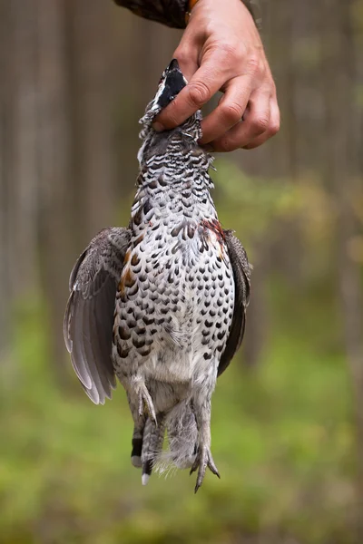 Hazel grouse — Stock Image Hazel grouse Royalty Free Stock Photos