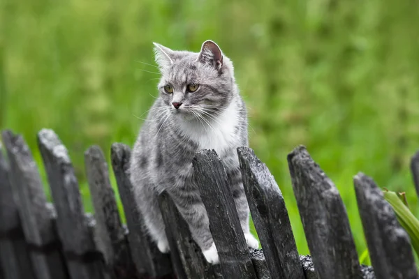 Cat on the fence — Stock Photo, Image