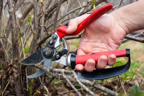 pruning shears in hand