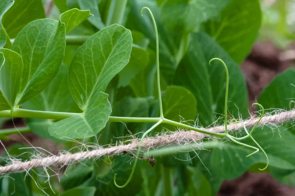 tendril of garden pea