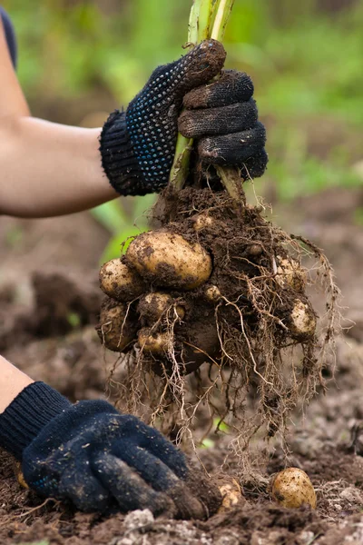 digging potatoes