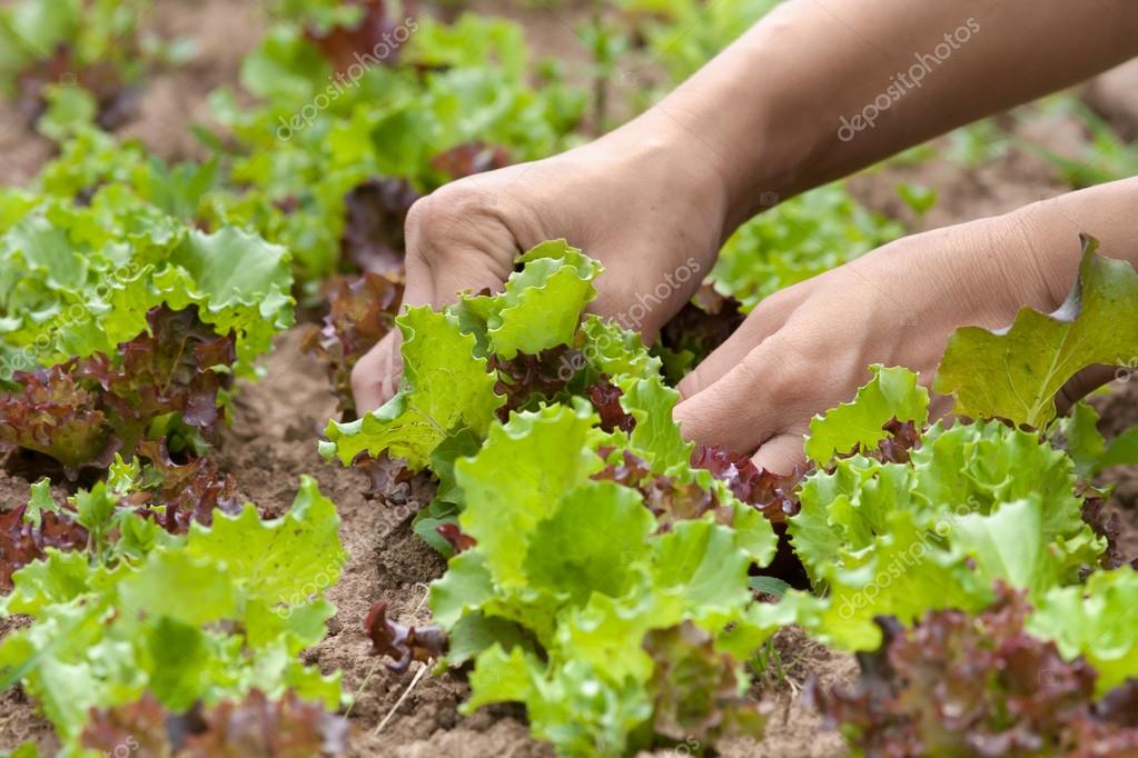 hands picking lettuce in the garden — Stock Photo © RodimovPavel 99080924