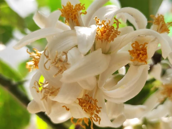 Güzel Doğal Beyaz Çiçekler Bahçede Bir Ağaç — Stok fotoğraf