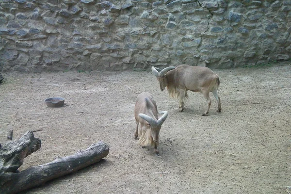 Goat in zoo — Stock Photo, Image