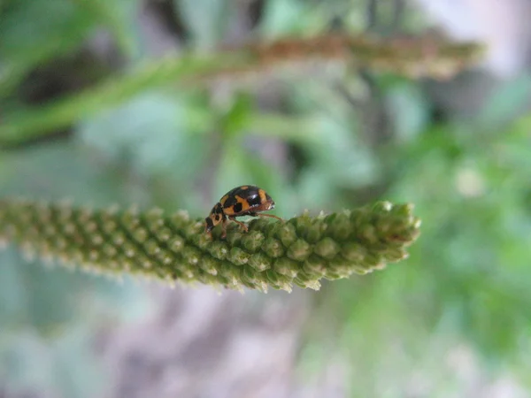 Petit coléoptère sur l'herbe — Photo