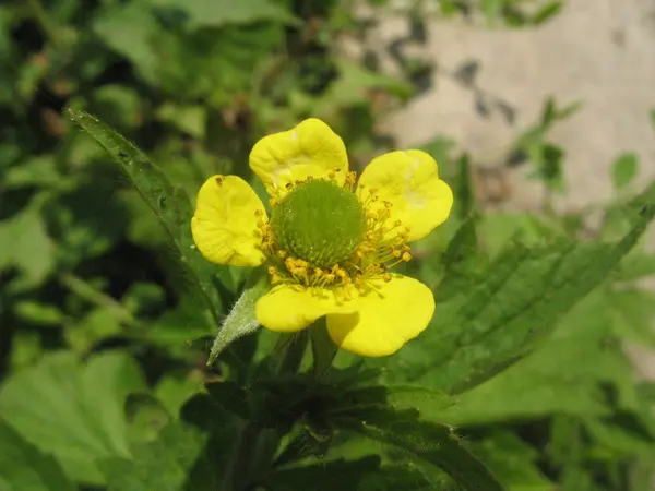 Petite fleur jaune — Photo