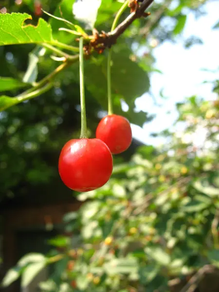 Cerejas em um ramo — Fotografia de Stock