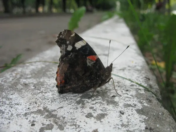 Motýl na zemi — Stock fotografie