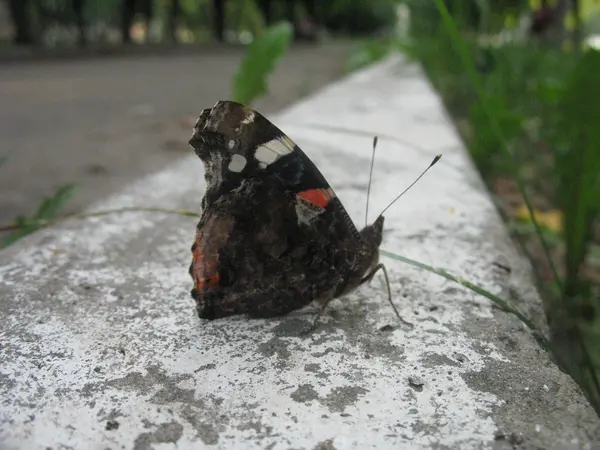 Mariposa en el suelo —  Fotos de Stock