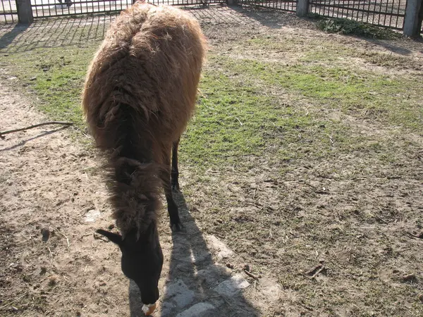 Lama im Zoo — Stockfoto