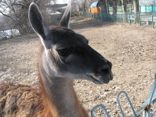 Lama en el zoológico —  Fotos de Stock