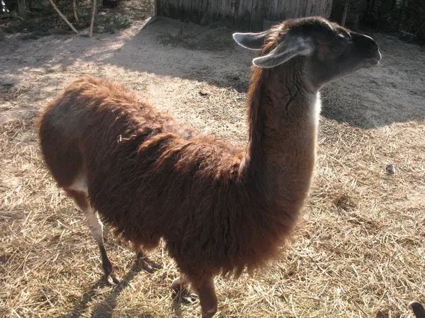 Lama im Zoo — Stockfoto