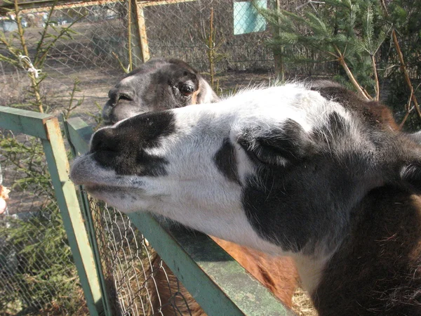 Lama in zoo — Stock Photo, Image