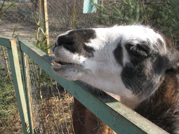 Lama in zoo — Stock Photo, Image