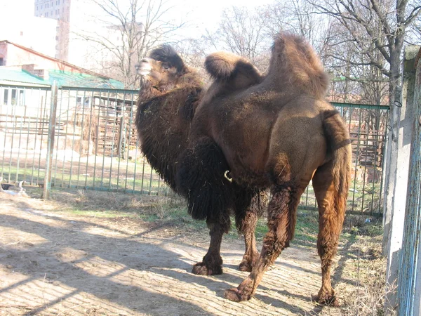 Kamel im Zoo — Stockfoto