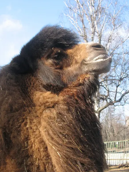 Kamel im Zoo — Stockfoto