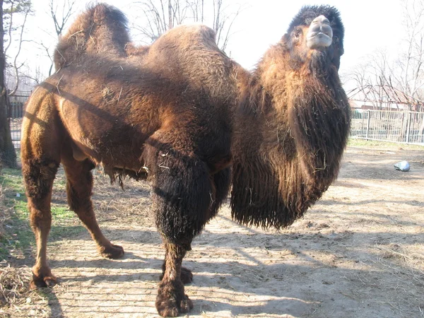 動物園のラクダ — ストック写真