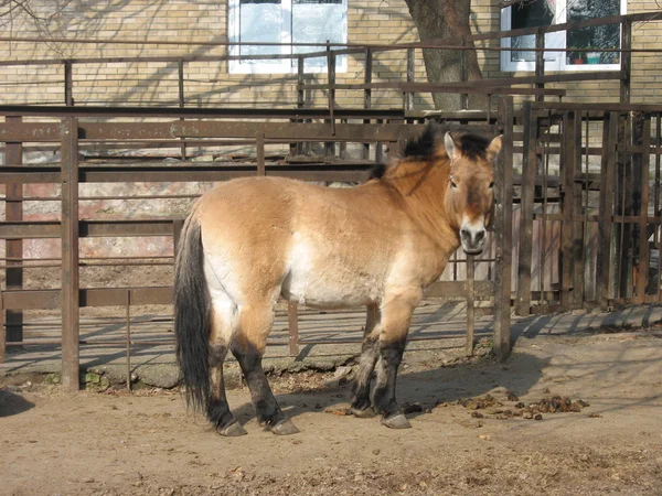 O cavalo de Przewalski no zoológico — Fotografia de Stock