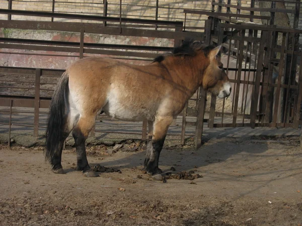 O cavalo de Przewalski no zoológico — Fotografia de Stock