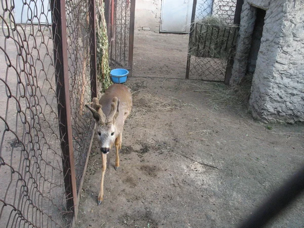 动物园笼子里的鹿 — 图库照片