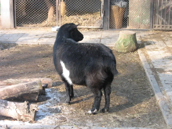 Cabra negra no zoológico — Fotografia de Stock