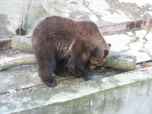 Brown bear in zoo — Stock Photo, Image