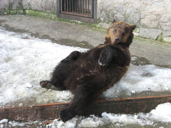 Brown bear in zoo — Stock Photo, Image