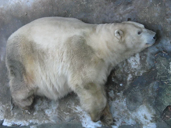 O urso polar no zoológico — Fotografia de Stock
