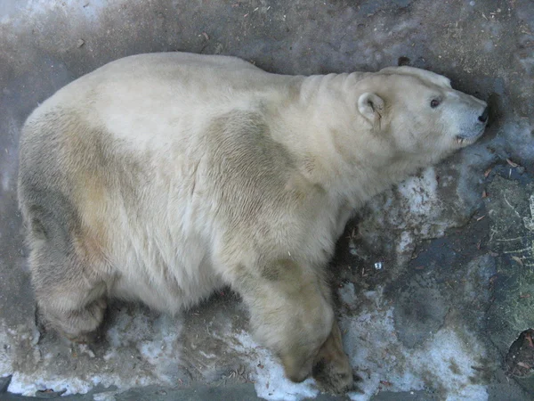 Lední medvěd v zoo — Stock fotografie