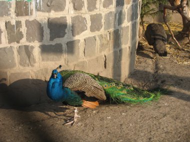 Hayvanat bahçesindeki tavus kuşu