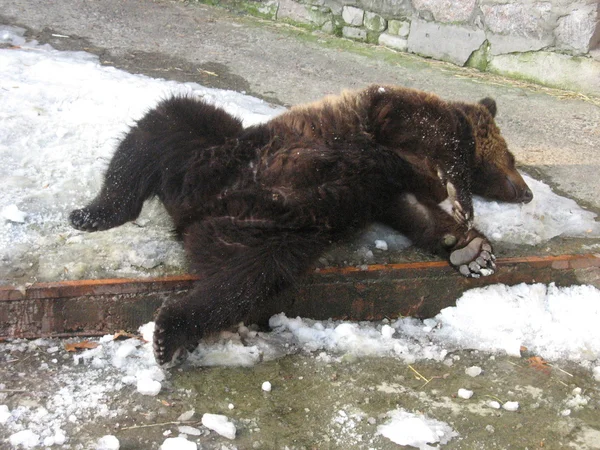 Brązowy niedźwiedź w zoo — Zdjęcie stockowe