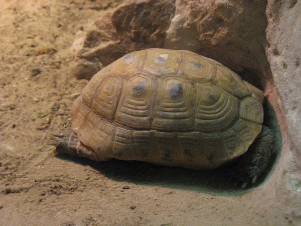 Sköldpadda i ett terrarium — Stockfoto