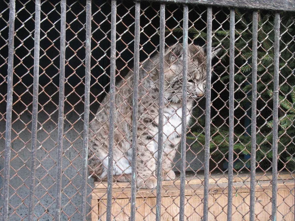 Luchs im Käfig — Stockfoto