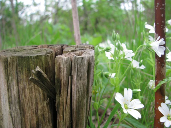 Fiori nella foresta — Foto Stock