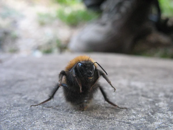 Hummel auf dem Boden — Stockfoto