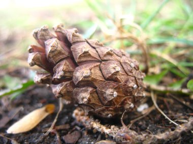 Yere çam kozalağı koy.