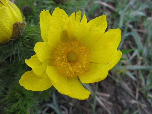 Flor amarela Adonis — Fotografia de Stock