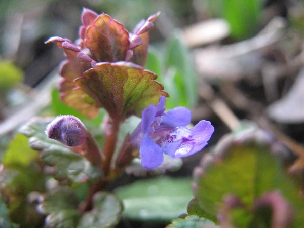 Pequeña flor azul —  Fotos de Stock