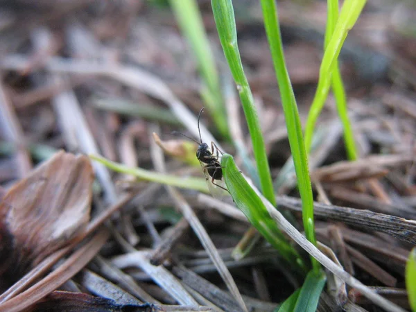 Sprout from the ground — Stock Photo, Image