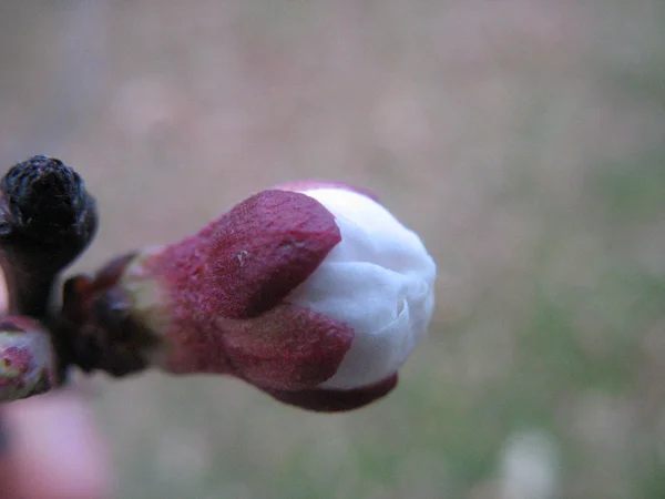 Blühender Obstbaum — Stockfoto