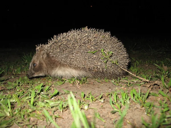 Igel auf der Straße — Stockfoto