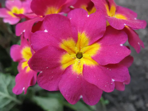 Lila blommor prästkragar — Stockfoto