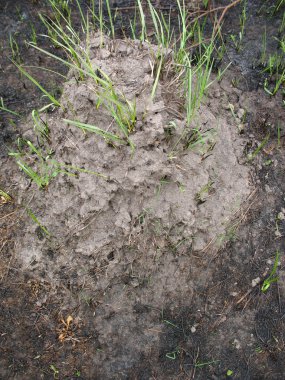 karınca yuvası sarı karınca