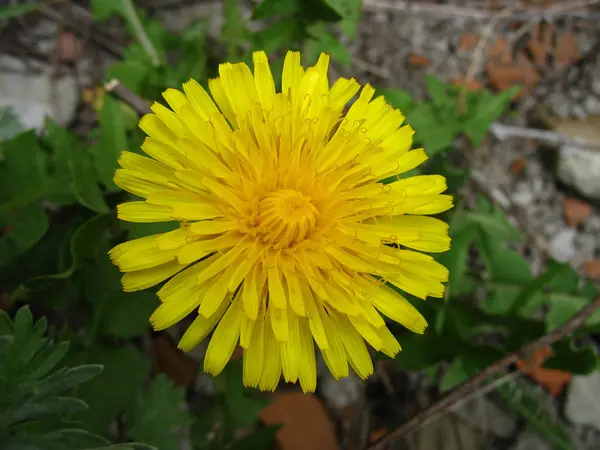 Dente di leone fiore giallo — Foto Stock