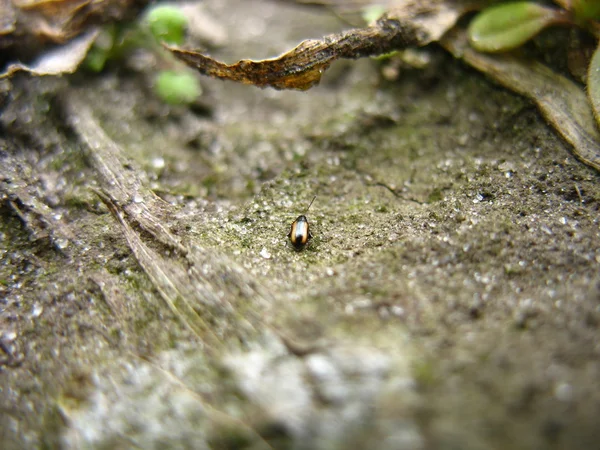 Pequeño escarabajo en el suelo —  Fotos de Stock