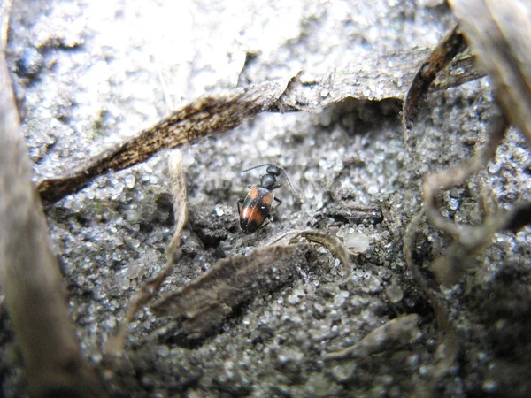 Pequeño escarabajo en el suelo —  Fotos de Stock