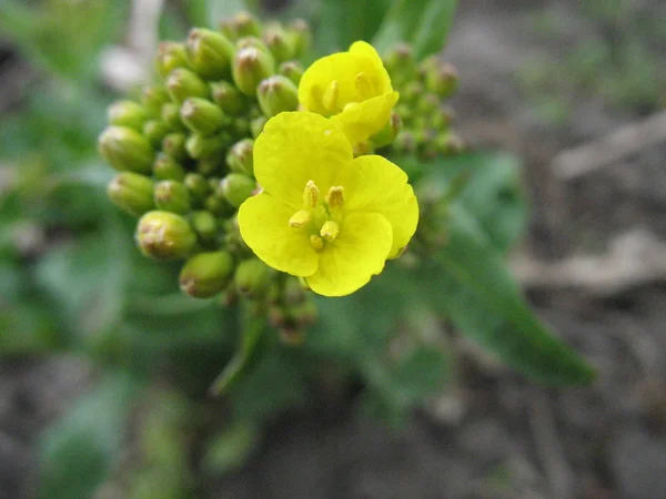 Pequeña flor amarilla —  Fotos de Stock