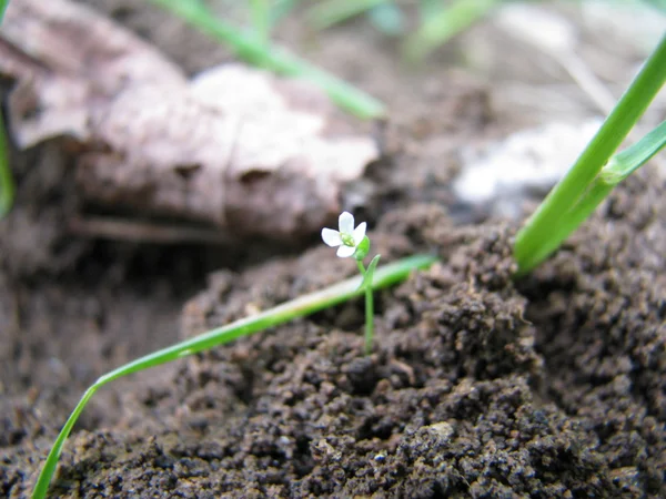 Malý bílý květ — Stock fotografie
